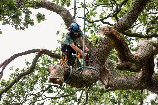 How Our Tree Care Process Works  in  Royse City, TX