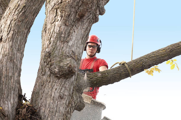 Best Lawn Pest Prevention  in Royse City, TX