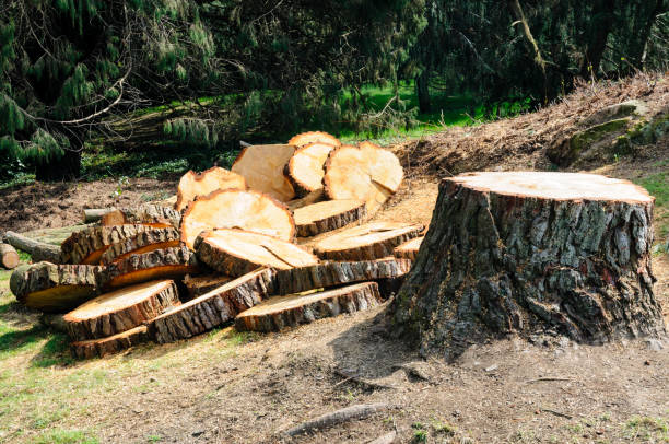 Best Tree Removal  in Royse City, TX